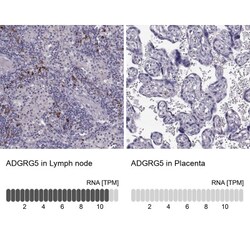 GPR114 Antibody, Novus Biologicals 0.1mL; Unlabeled:Antibodies, Polyclonal
